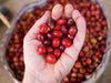 South America - Colombia - Huila Agustino